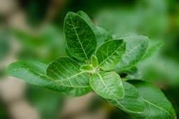 The Power of Ashwagandha: An In-depth Look at this Renowned Ayurvedic Herb